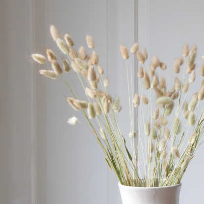 Flores Secas - Ramo 'lagurus Bunny Ears'