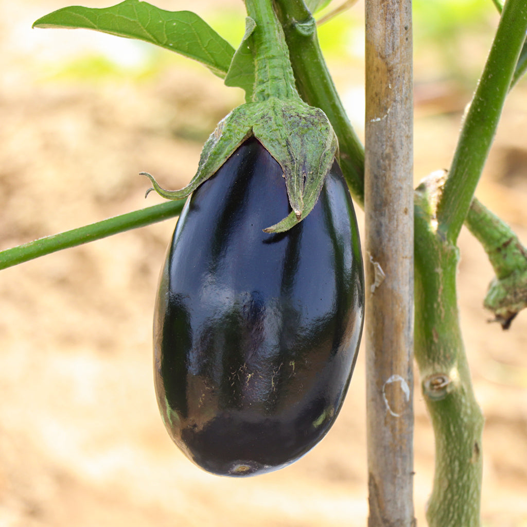 Plantón Berenjena Semilarga Negra 2 Unidades - Plantabo_1