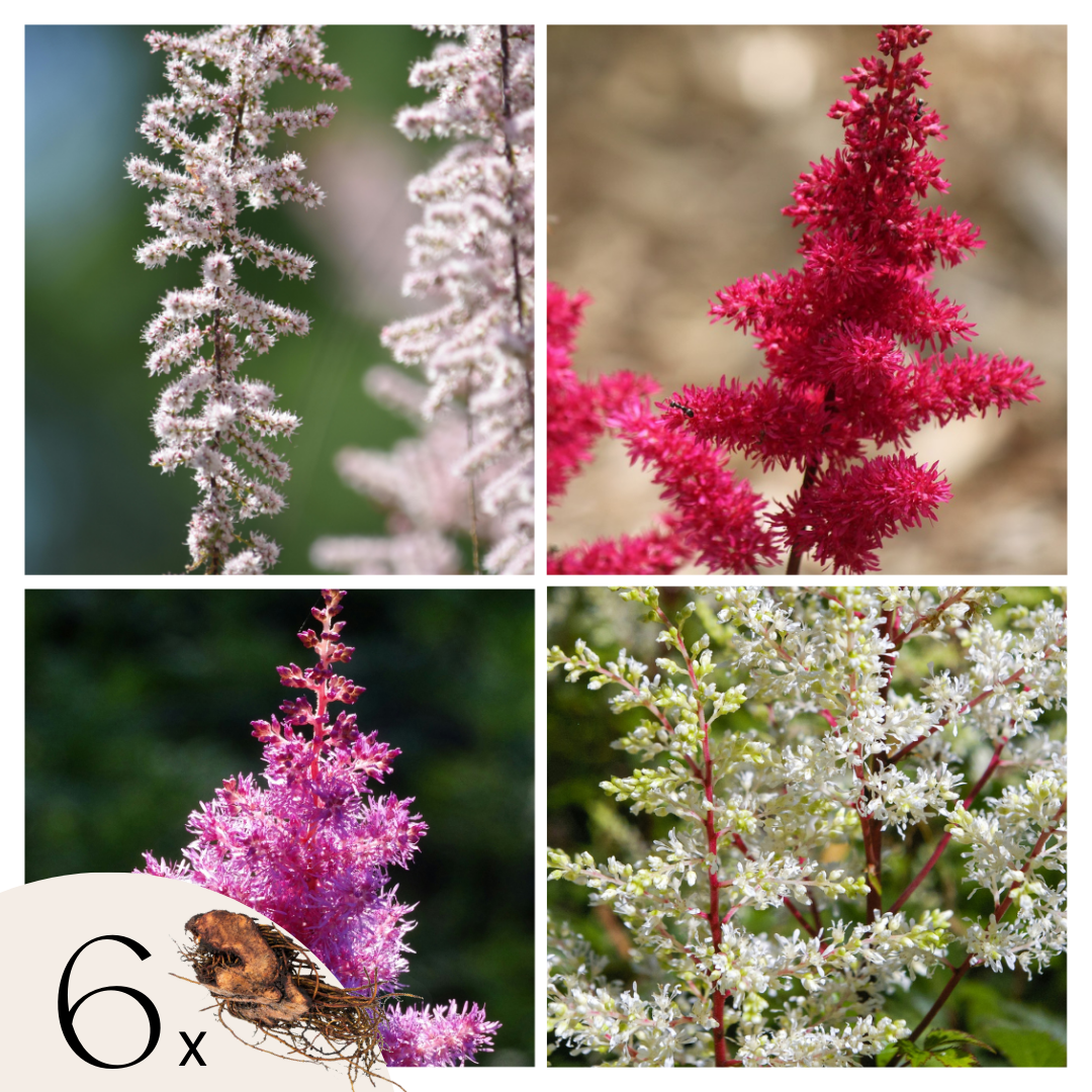 Pluma De Astilbe - 6 Pzs - Astilbe - Cepellones_0