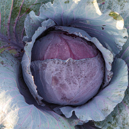 Plantón Col Lombarda 3 Unidades - PlantaBo_1