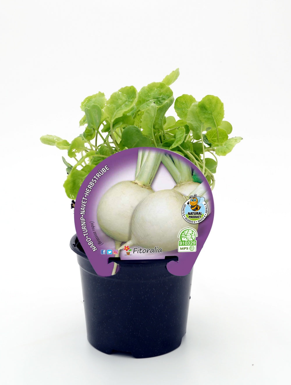 Plantón Nabo En Maceta 10,5 Cm. - Fitoralia