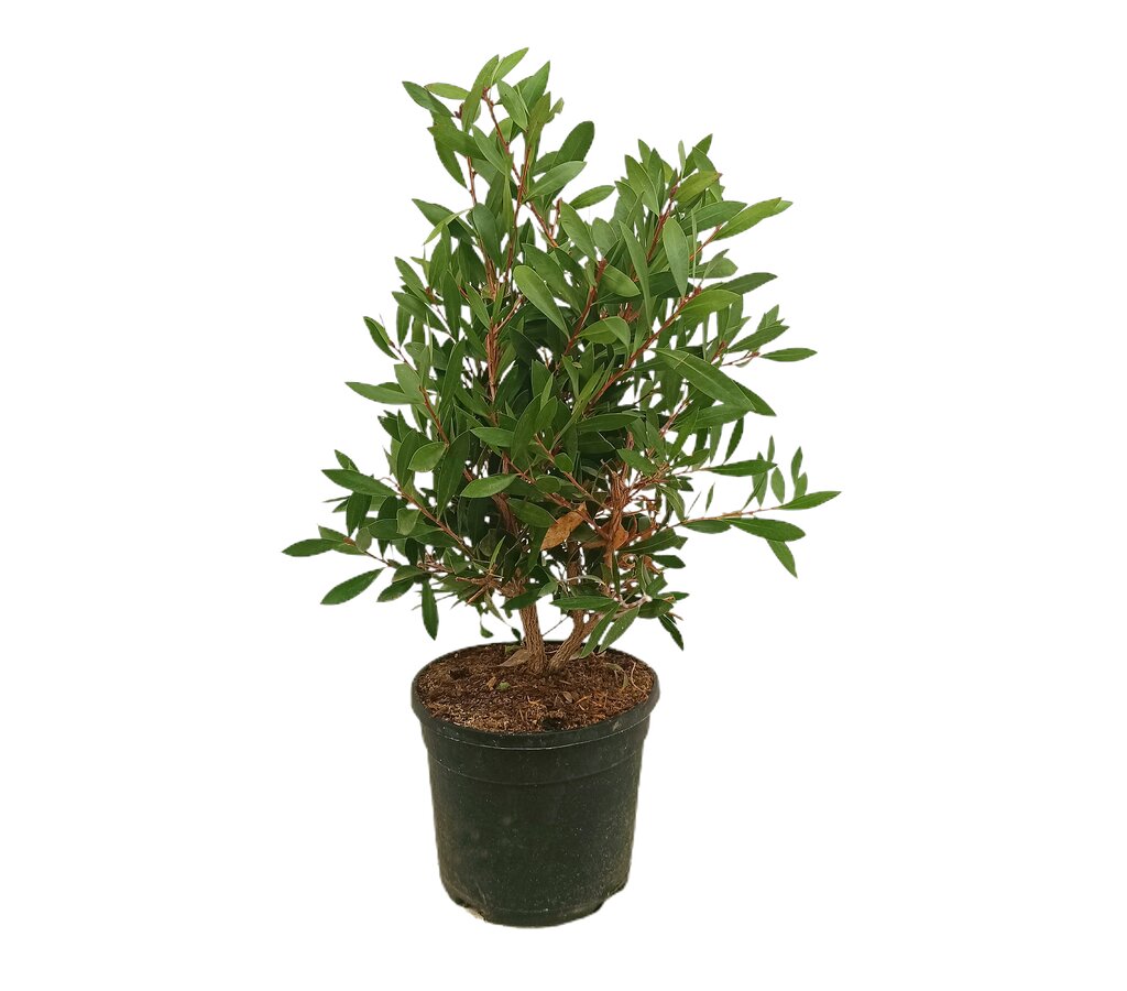 Callistemon Citrinus Splendens M19 60cm