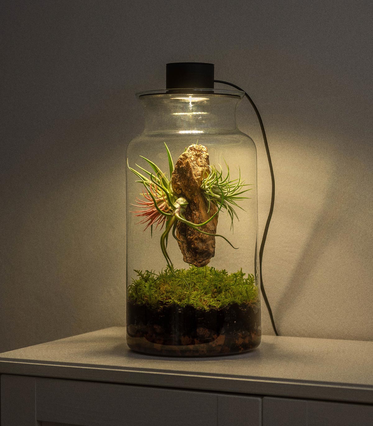 Terrario Con Plantas De Aire | Jardín Eterno 19 x 35 cm_1