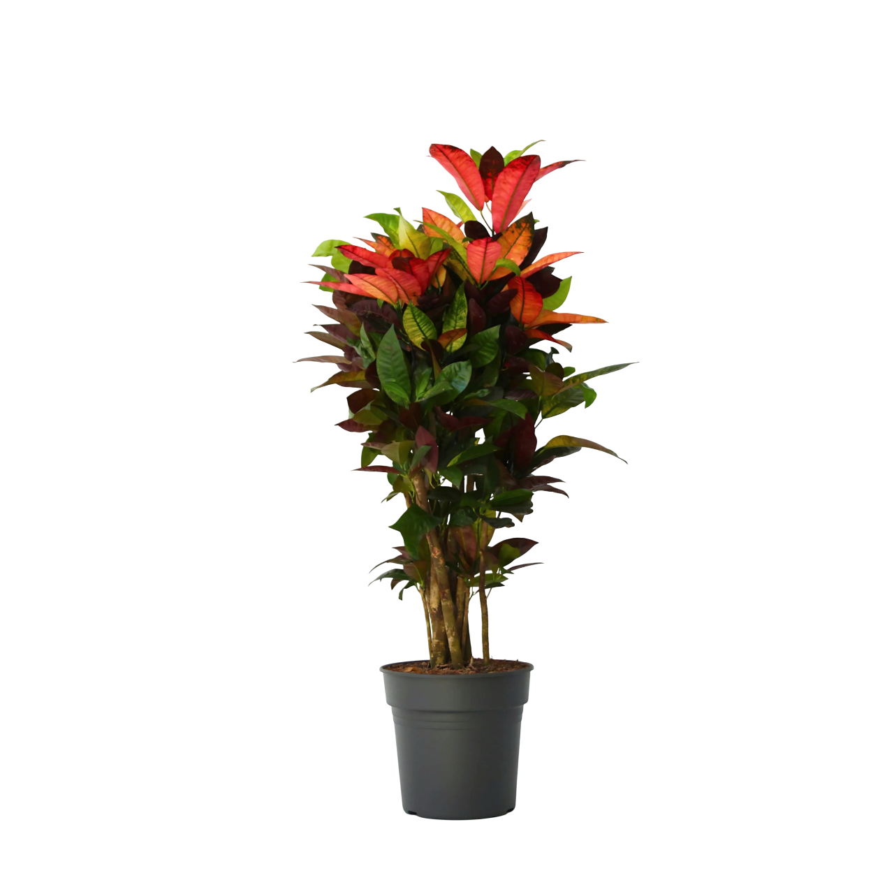 Croton - Codiaeum Variegatum 'mrs. Iceton' - Altura 90-100cm - Maceta 27cm_0