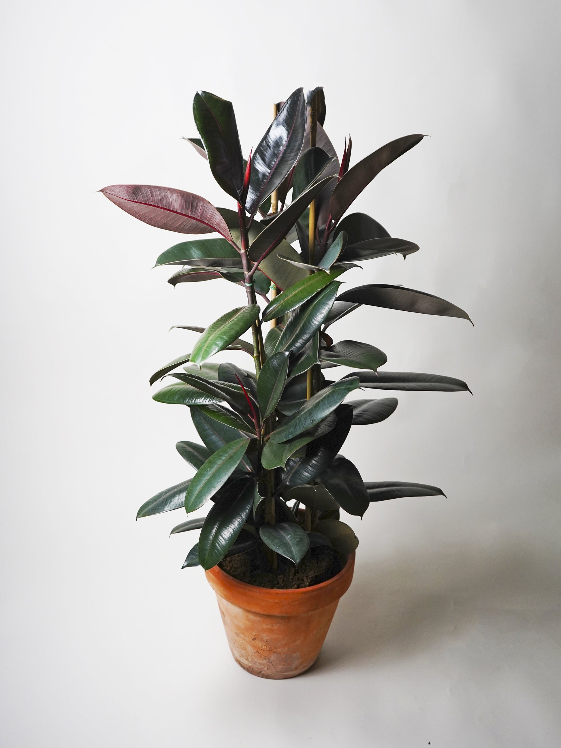 Ficus Robusta | Altura 120cm - Diámetro 22cm