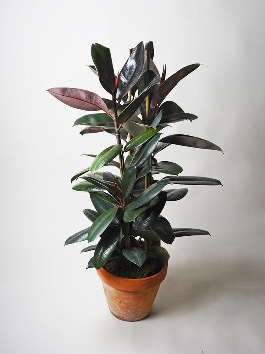Ficus Robusta | Altura 120cm - Diámetro 22cm