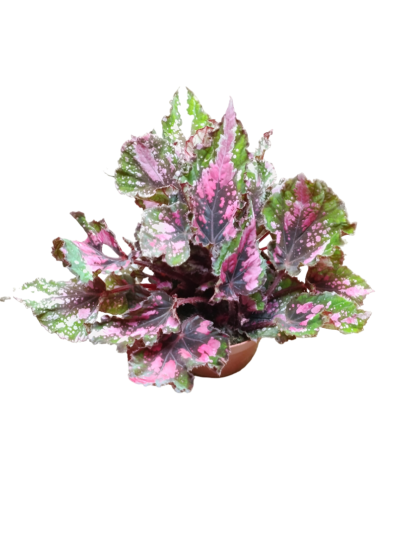 Begonia Alaska Creek Ø12 Planta De Interior_0