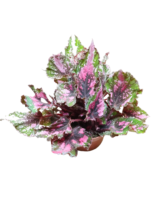 Begonia Alaska Creek Ø12 Planta De Interior_0