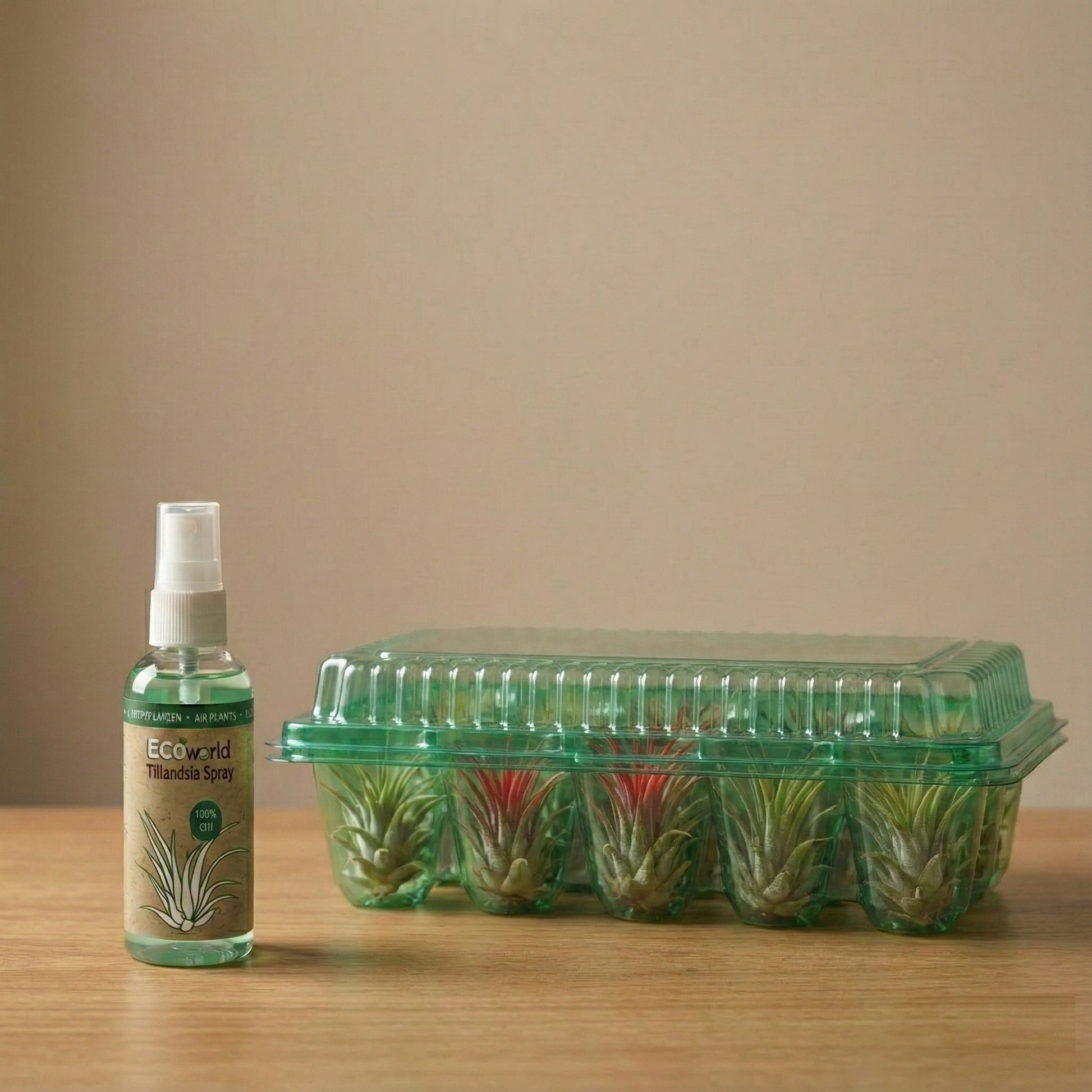 Tillandsia - 13 Unidades Con Spray - Plantas De Aire Sin Tierra_3