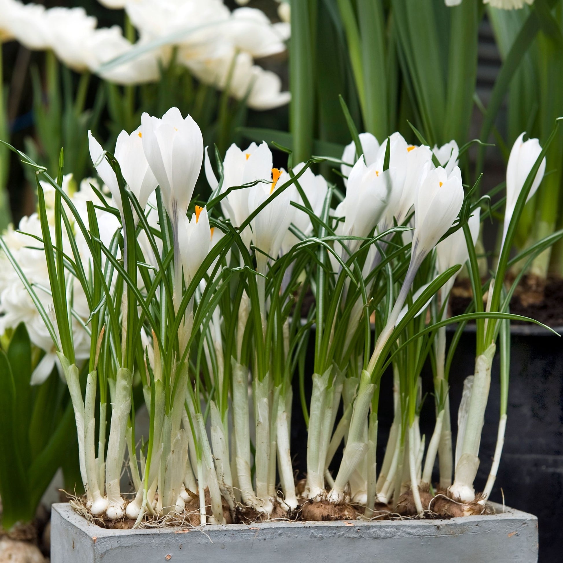 Crocus Caeruleus - 30 Pzs - Crocus 'white' - Bulbos De Flores - Blanco