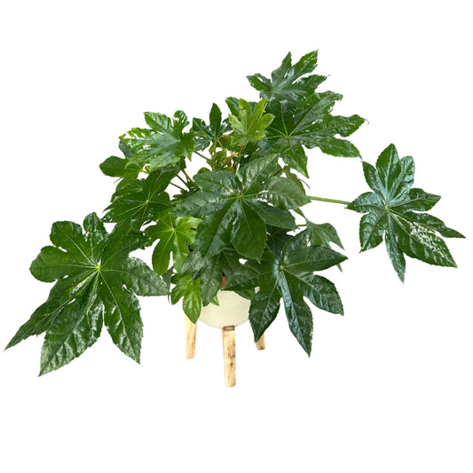 Fatsia Japónica O Laurel Japonés, Planta De Interior Muy Resistente_0