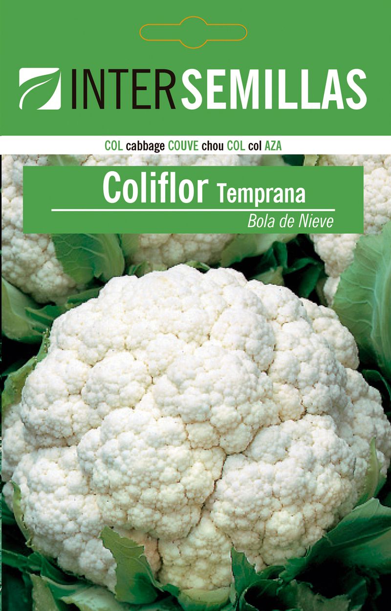 Sobre De Semillas Col Temprana Bola Nieve