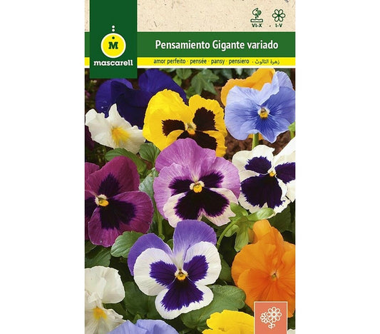 Semillas Pensamiento Gigante Variado (viola Tricolor)_0