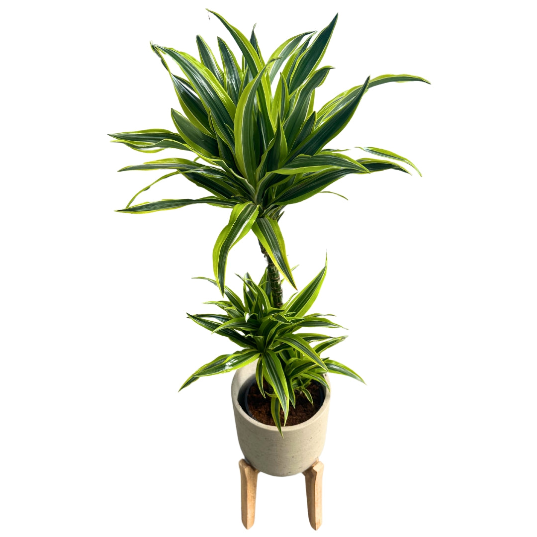 Dracena Lemon Lime Planta De Interior (dracaena Fragrans 'lemon Lime') 3 Troncos