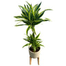 Dracena Lemon Lime Planta De Interior (dracaena Fragrans 'lemon Lime') 3 Troncos