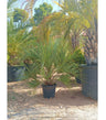 Butia Capitata M37 120-140cm