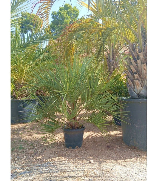 Butia Capitata M37 120-140cm_0
