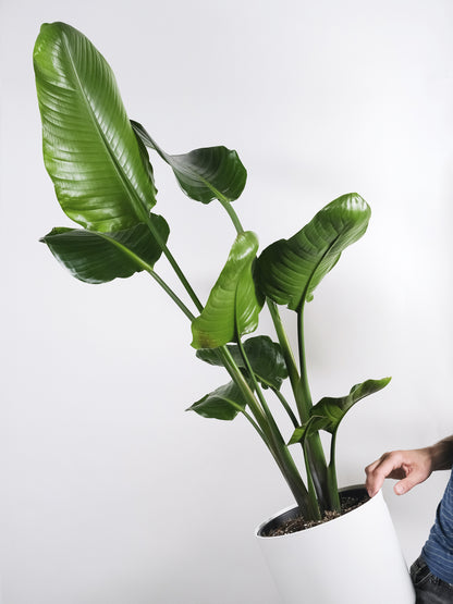 Strelitzia O Ave Del Paraíso | Altura  80cm - Maceta 17cm
