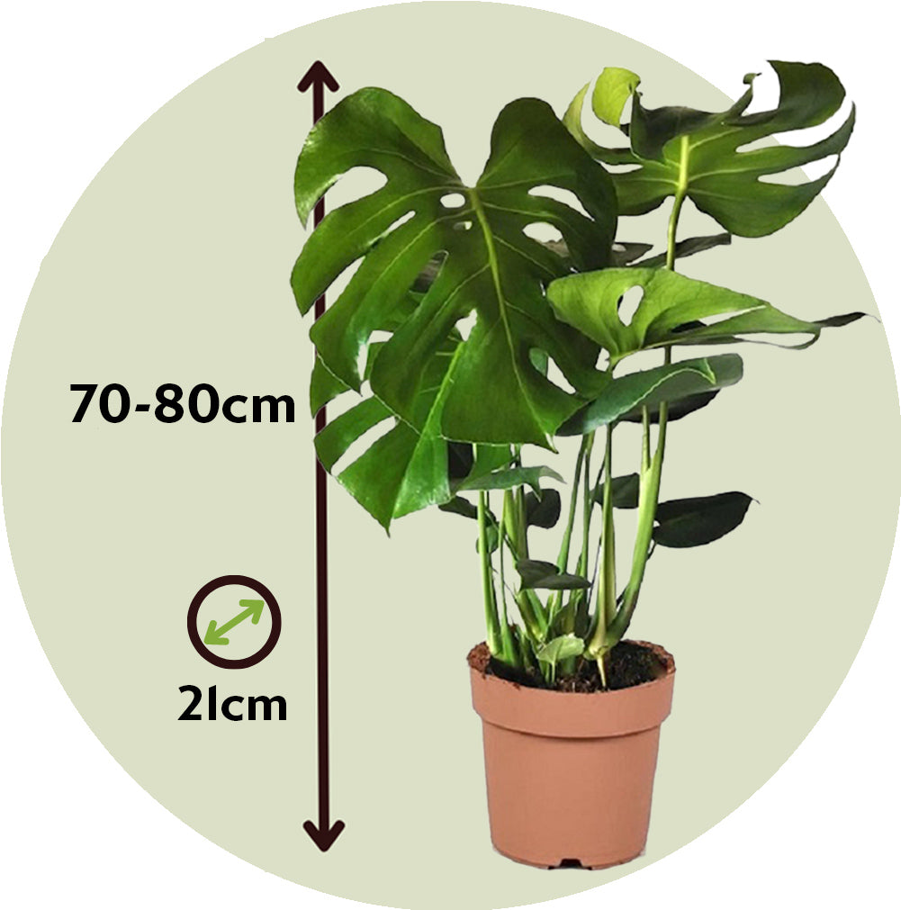 Costilla De Adán - Monstera Deliciosa - Altura 70-80cm - ⌀21cm