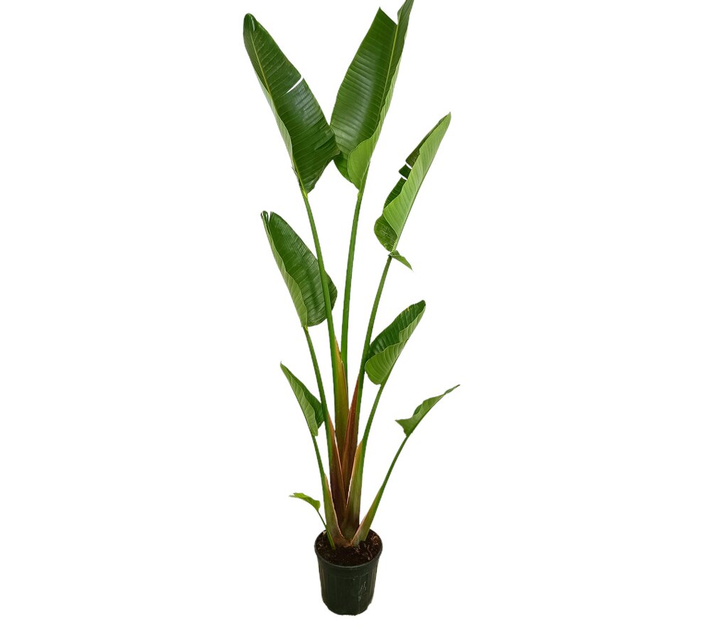 Strelitzia Augusta 1p M28 170-180 Cm_0