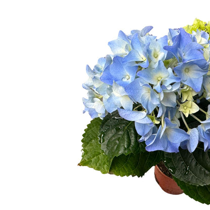 Hortensia En Maceta (hydrangea Macrophylla)_1
