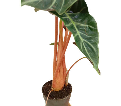 Alocasia Pink Dragon M14 45cm Planta Natural Perfecta Para Interior_1