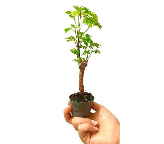 Polyscia Butterfly M6_0