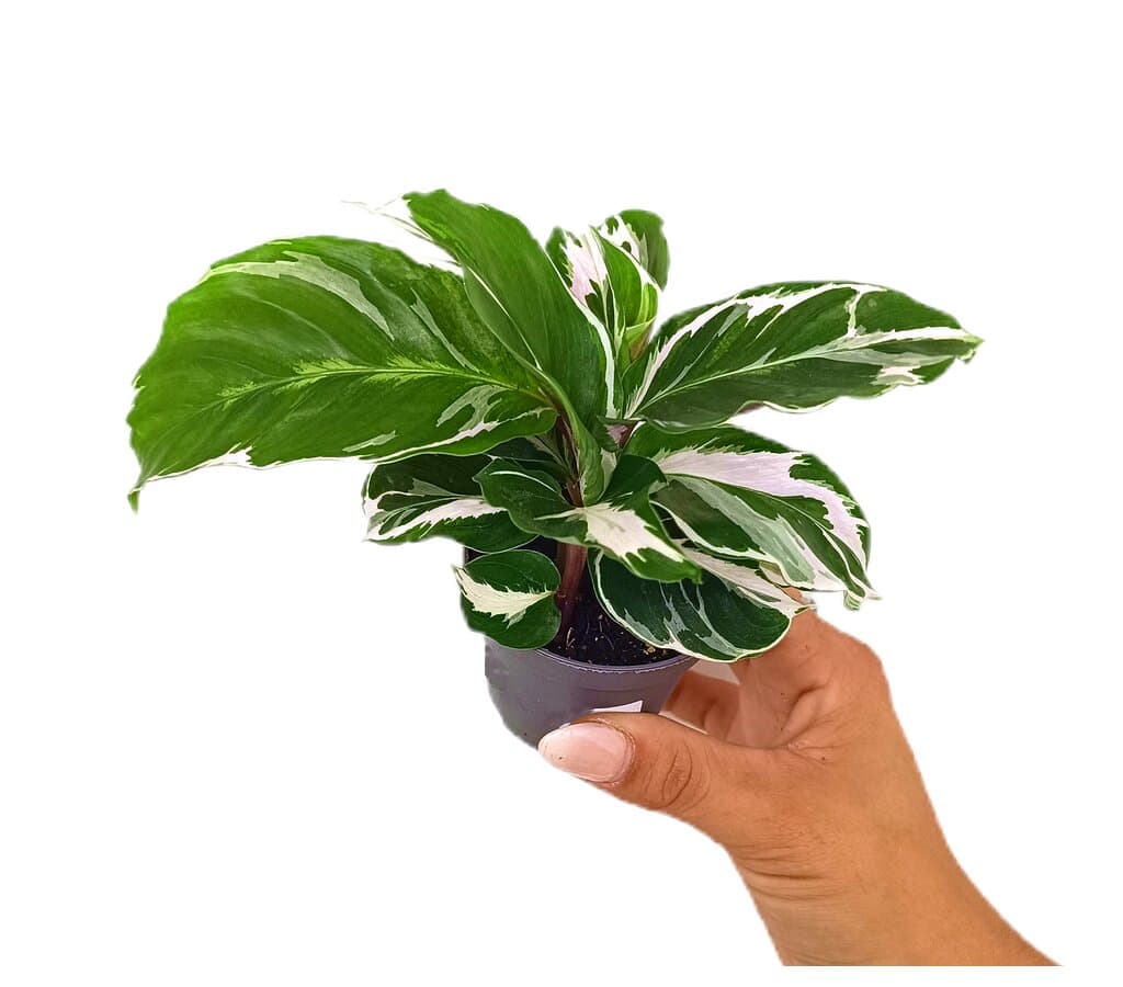 Calathea White Miracle M6_0