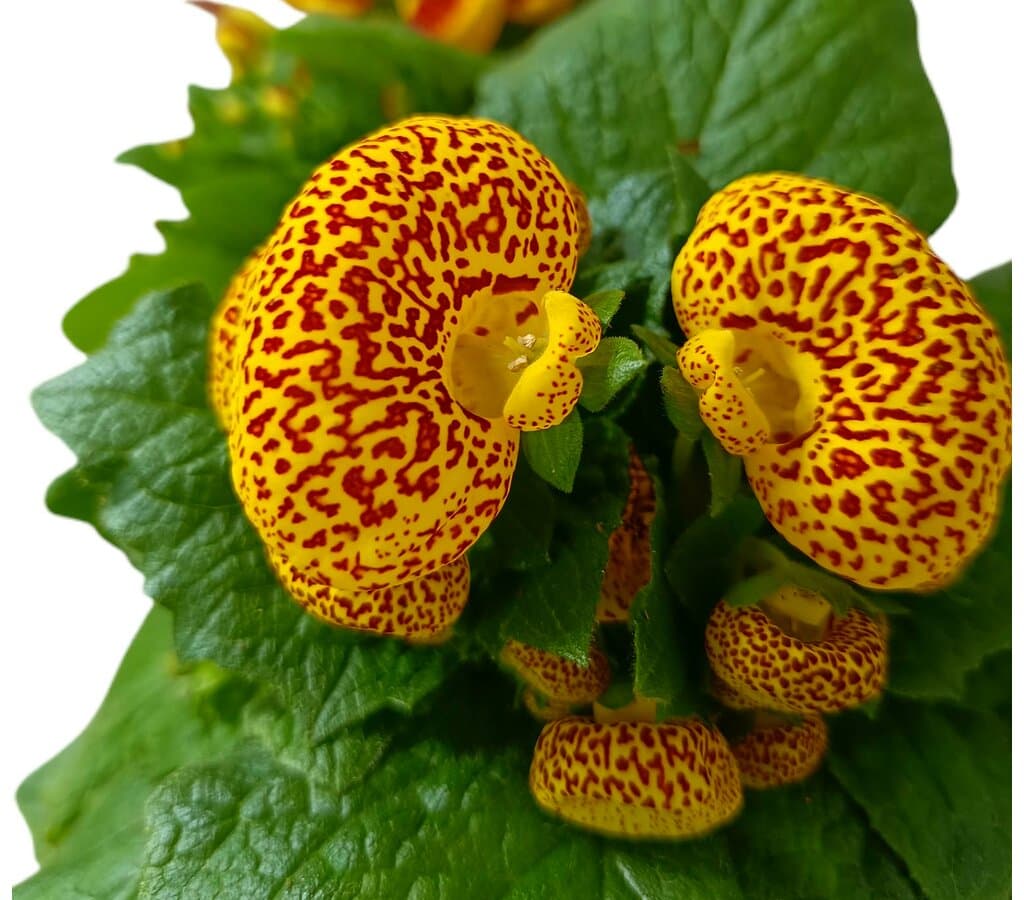 Calceolaria Hybrida M12_1