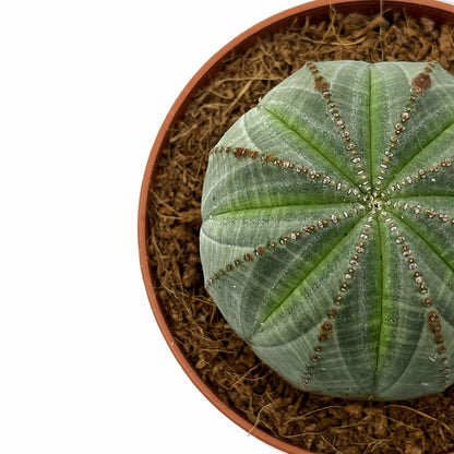Euphorbia Obesa Cactus Y Suculentas M8,5 Ø