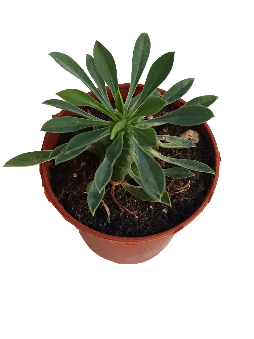 Euphorbia sotetsu kirin Planta Suculenta 5 Cm