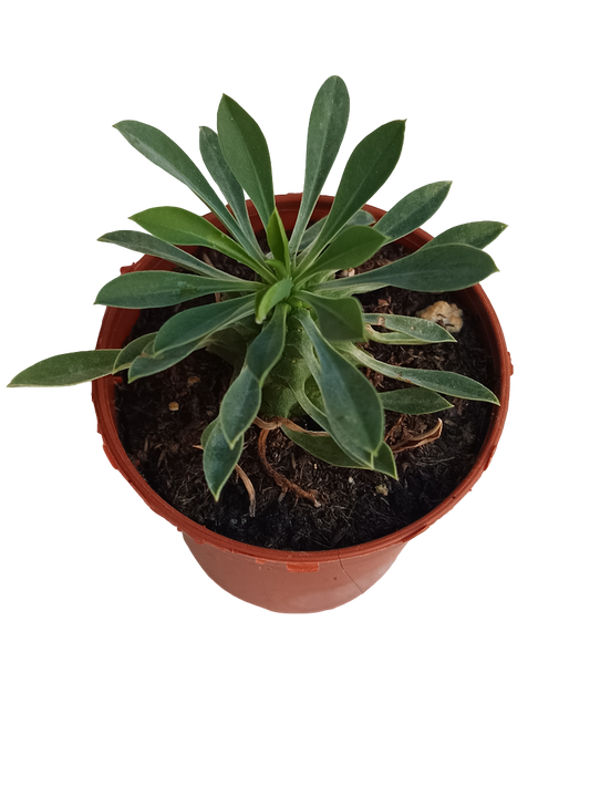 Euphorbia Sotetsu Kirin Planta Suculenta 5 Cm_0