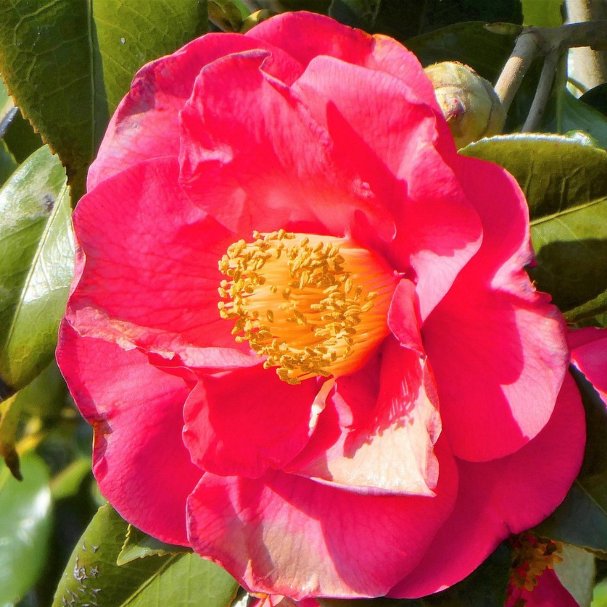 Rosa Japonesa - 2 Pzs - Camellia Japonica 'lady Campbell' - A60-70cm - ⌀19cm