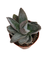 Crassula Garnet Lotus Planta Suculenta Ø8
