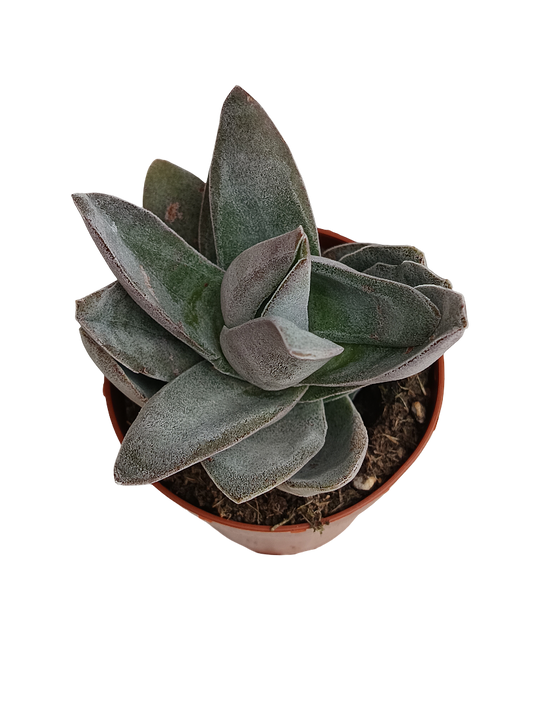 Crassula Garnet Lotus Planta Suculenta Ø8