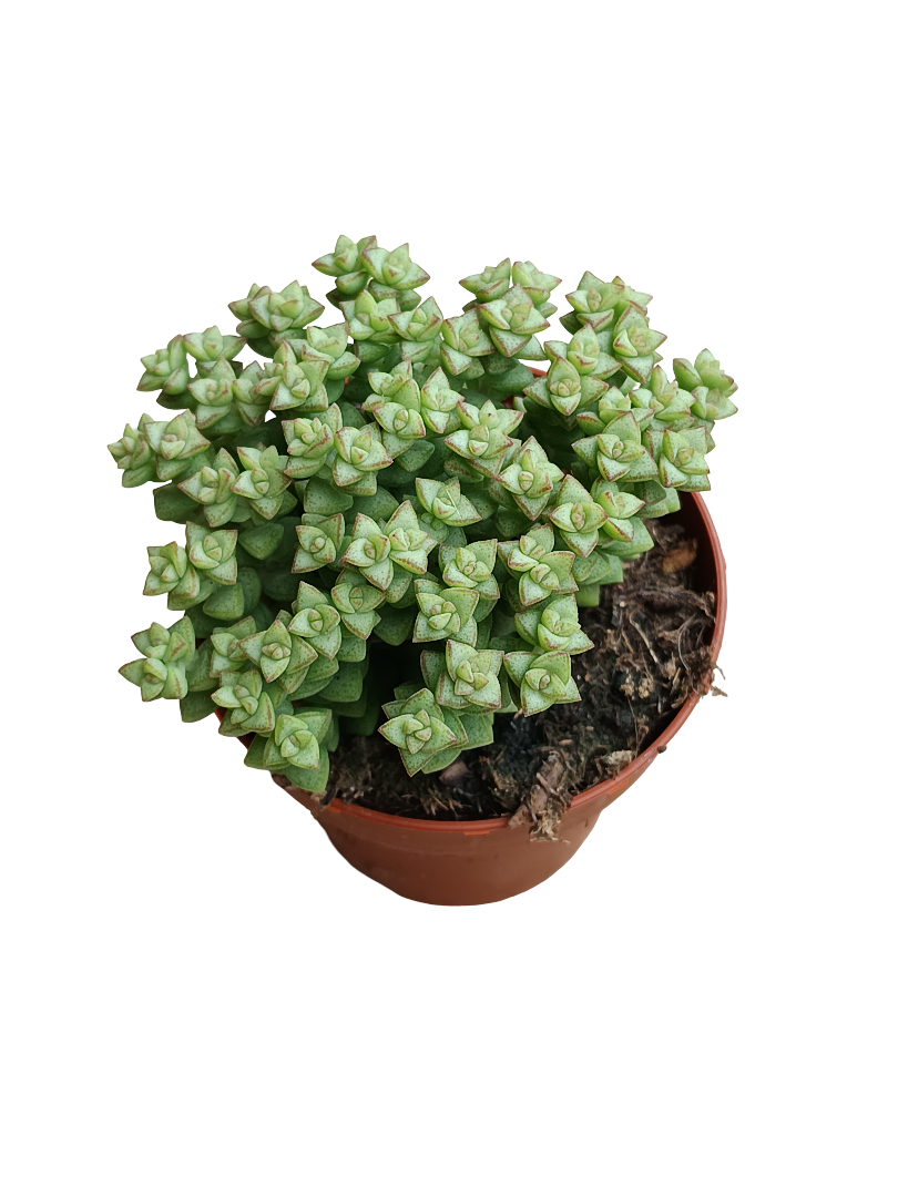 Crassula Tomb Thumb Planta Suculenta Colgante Ø8_0