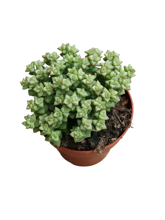 Crassula Tomb Thumb Planta Suculenta Colgante Ø8