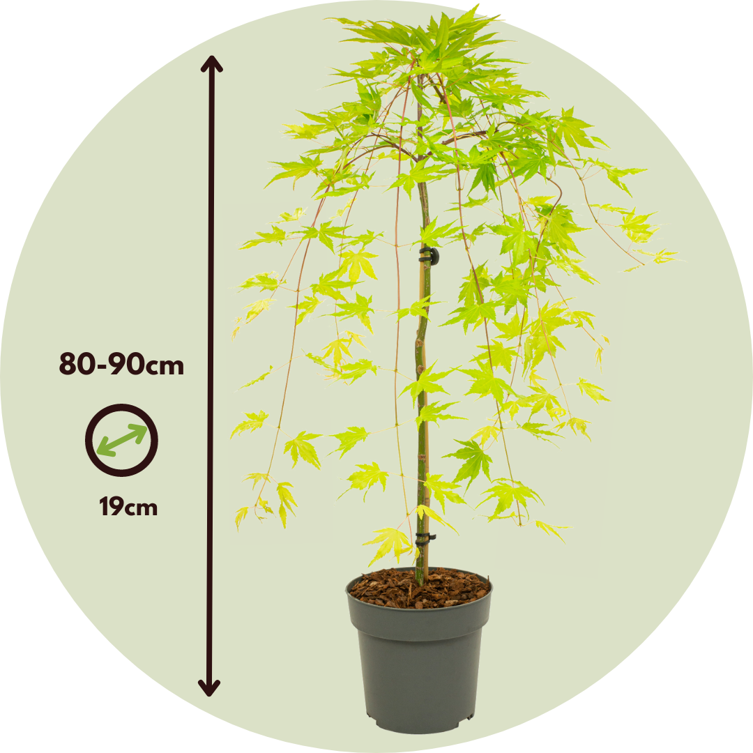 Arce Japonés - 2 Pzs - Acer Palmatum 'cascade Gold' - Altura 80-90cm - ⌀19cm_2
