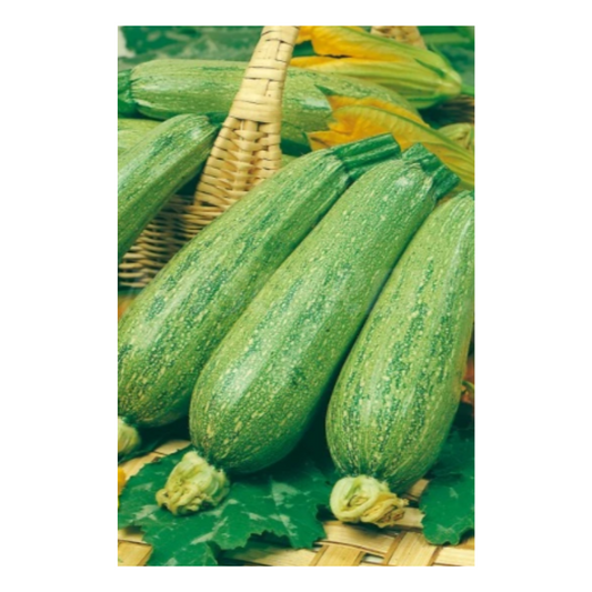 Semillas Calabacín Genovés_0