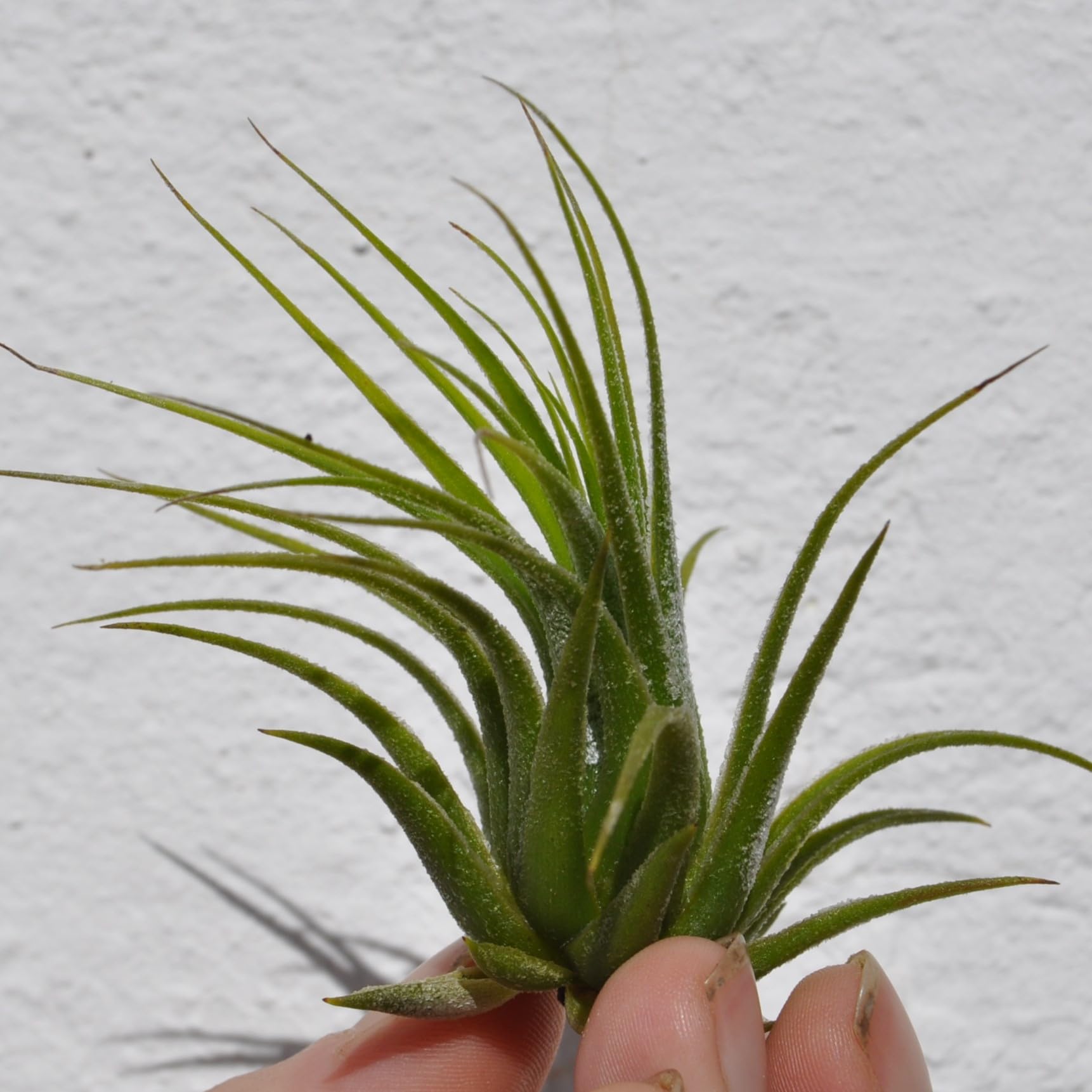 Tillandsia scaposa; planta del aire, ideal para principiantes; Curiosarium; altura 8-10 cm, diámetro 8-10 cm_0
