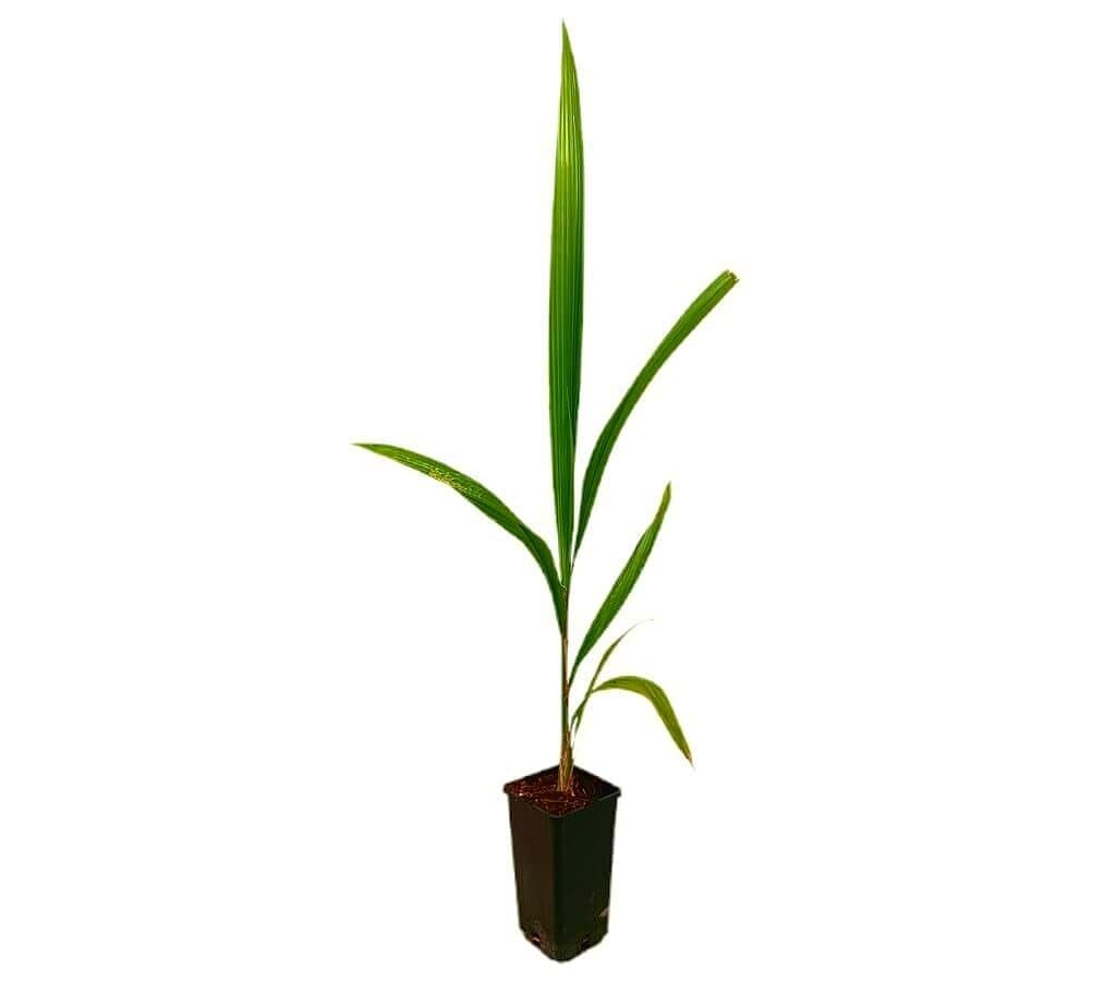 Coco Plumoso M14 100-120cm_0