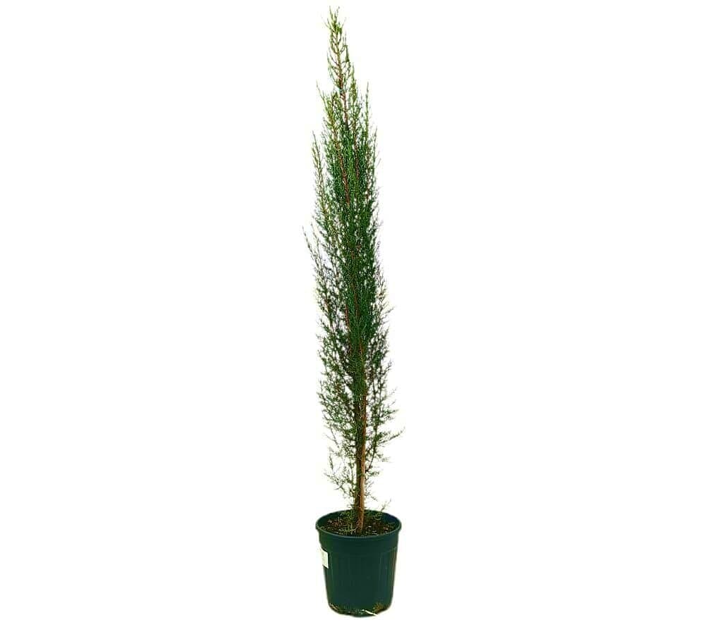 Cupressus Sempervirens M30 180-200cm_0