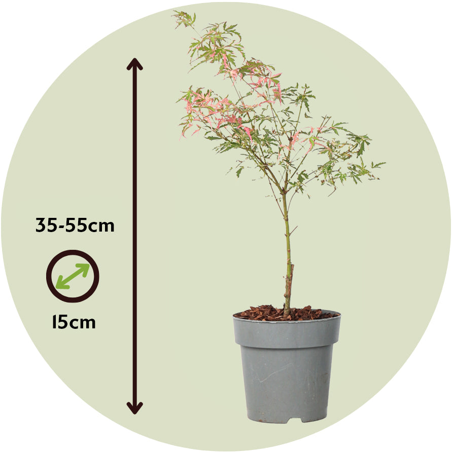 Arce Japonés - 2 Pzs - Acer Palmatum 'taylor' - Altura 35-55cm - ⌀15cm_2
