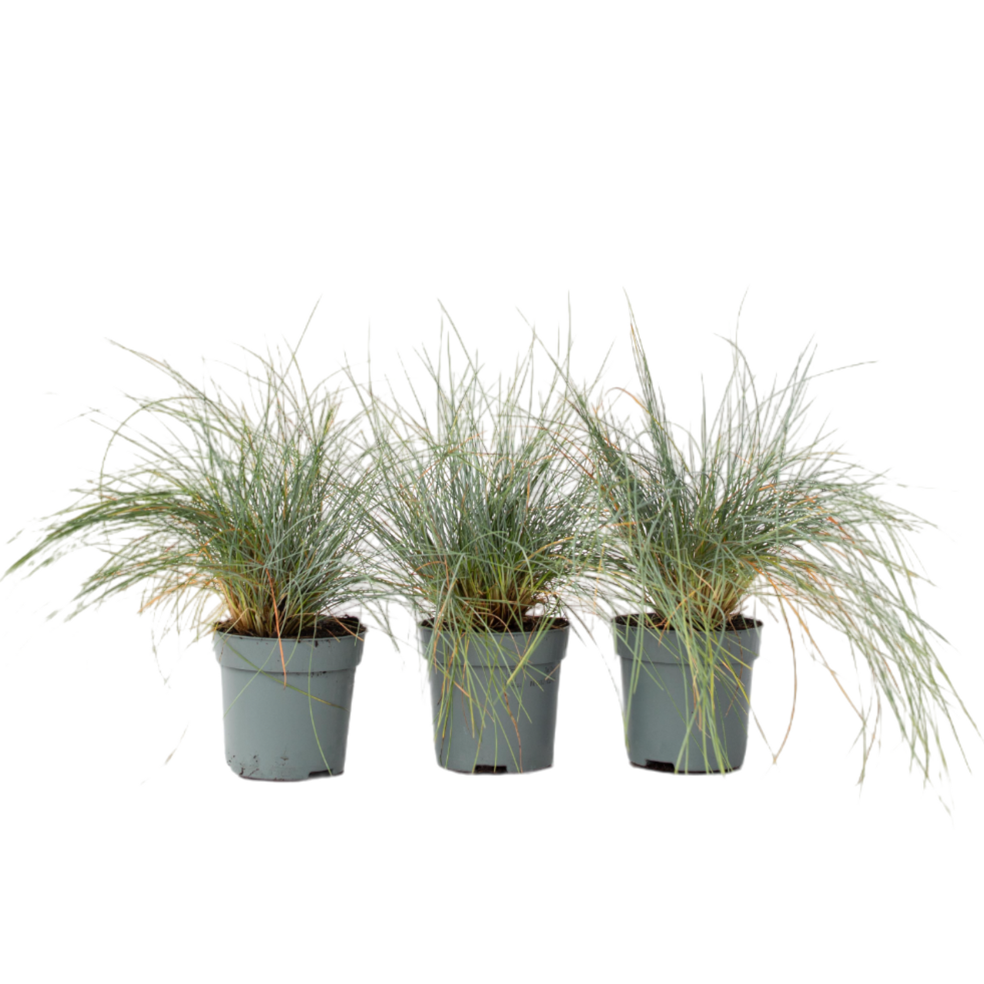 Festuca Azul - 3 Pzs - Festuca Glauca 'elijah Blue' - Altura 10-15cm - ⌀9cm