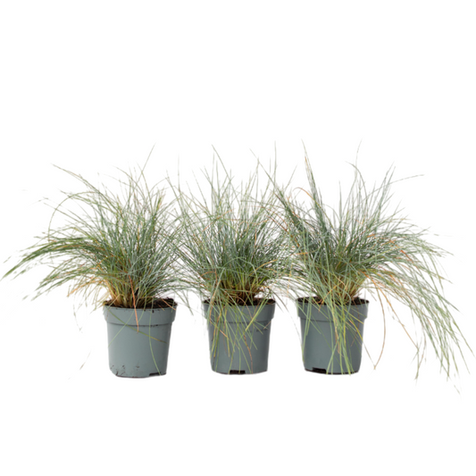 Festuca Azul - 3 Pzs - Festuca Glauca 'elijah Blue' - Altura 10-15cm - ⌀9cm