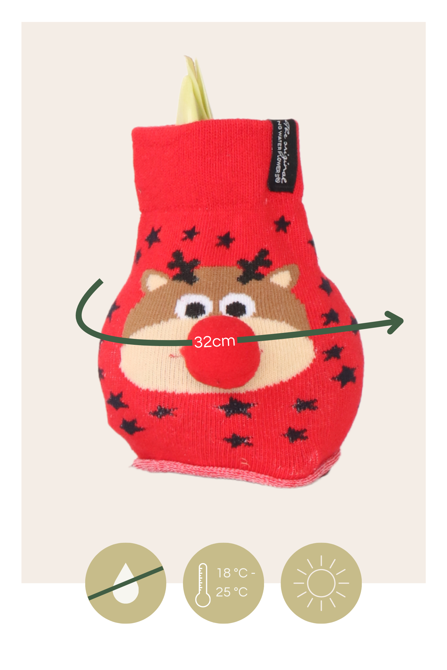 Amarilis - Hippeastrum 'reindeer Sweater' - Bulbo De Flor - Rojo_2