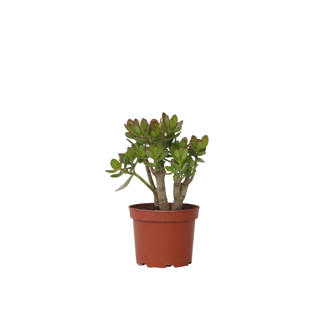 Árbol De Jade - Crassula Ovata 'minor' - Altura 30-35cm - ⌀17cm
