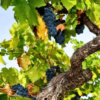Val De La Osa. Vino Tinto Mencía 2018_3