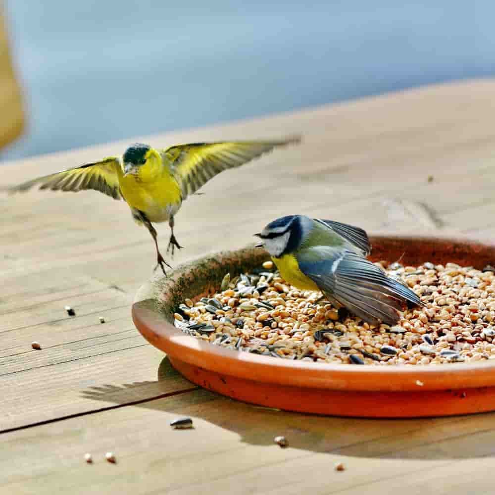 Comida Para Pájaros 10 Kg, Comida Rica En Grasa, Mezcla De Semillas Para Aves