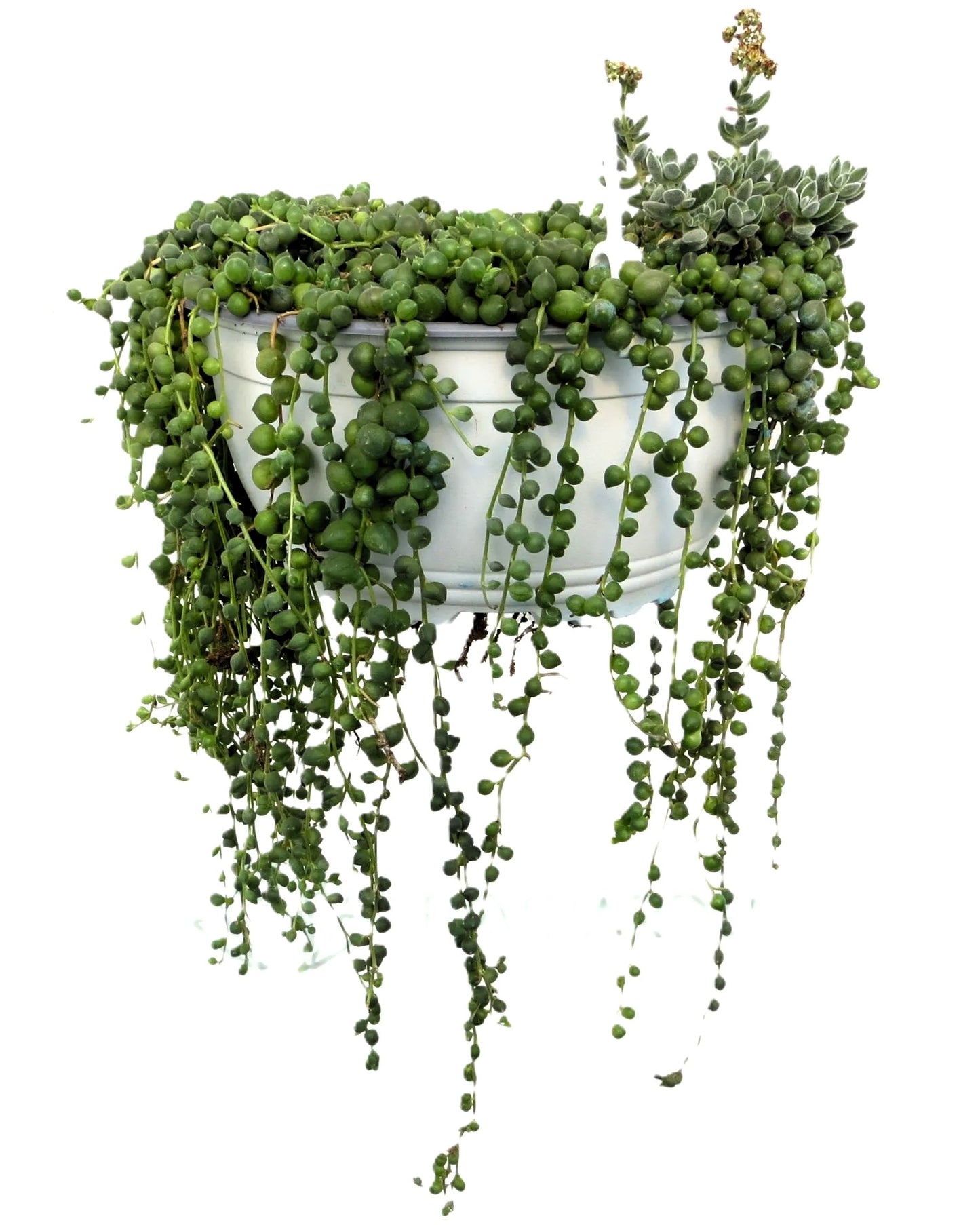 Senecio Rowleyanus Xl [m19] (planta Rosario, Collar De Perlas); Planta Suculenta Colgante; Curiosarium; Maceta 19 Cm_0